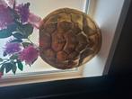 2 vazen schildpad, Huis en Inrichting, Woonaccessoires | Vazen, Overige kleuren, Ophalen of Verzenden, Minder dan 50 cm, Glas