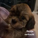 Boomer pups met kruising Maltezer met Shih tzu, Dieren en Toebehoren, 8 tot 15 weken, Meerdere, Meerdere dieren, Klein