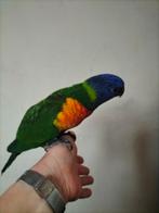 Lori van de blauwe bergen jongkie, Dieren en Toebehoren, Vogels | Parkieten en Papegaaien, Geslacht onbekend, Papegaai, Tam