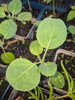 Savooiekool plantjes - klaar om te planten!, Volle zon, Groenteplanten, Eenjarig, Ophalen of Verzenden