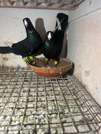 Koppel duiven te koop, Meerdere dieren