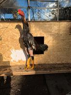 Shamo Brasil vechthoender bieden, Mannelijk, Kip