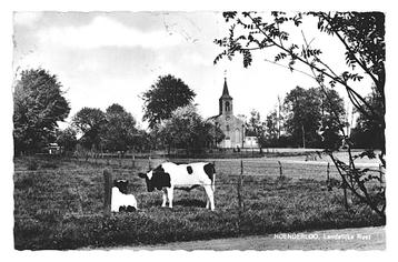 991152 Hoenderloo 1966 Gld Koe Gelopen met postzegel beschikbaar voor biedingen