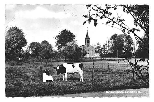 991152 Hoenderloo 1966 Gld Koe Gelopen met postzegel, Verzamelen, Ansichtkaarten | Nederland, Gelopen, Gelderland, 1960 tot 1980
