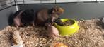 Skinny cavia, Dieren en Toebehoren, Knaagdieren, December, Meerdere dieren, Cavia