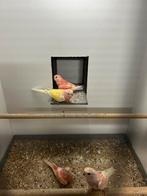 Te koop 3 jonge ino Bourkes | Bourkes 2025 jongen, Dieren en Toebehoren, Geslacht onbekend, Parkiet, Geringd