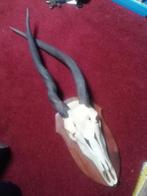 Abnormale eland antilope schedel taxidermie, Ophalen of Verzenden, Zo goed als nieuw, Schedel
