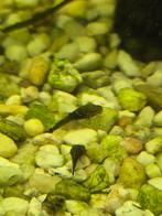 Ancistrus algeneters baby's, Dieren en Toebehoren, Vis