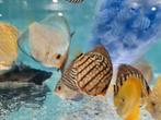 Blue Maze Turqouise Discus, Symphysodon Discus, Vis, Zoetwatervis
