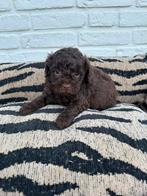 Maltipoo pups choco en abrikoos, Parvo, Nederland, Overige rassen, 8 tot 15 weken