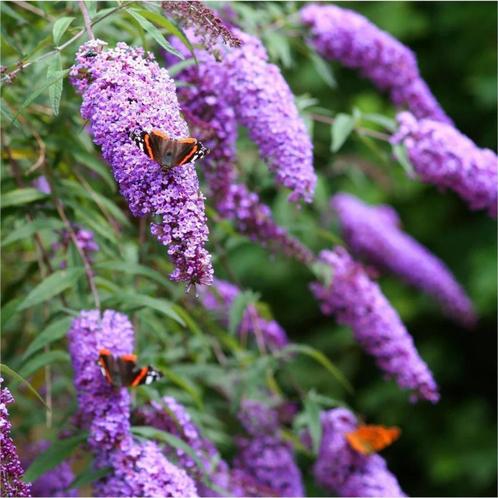 Vlinderstruik, Buddleja davidii, Tuin en Terras, Planten | Tuinplanten, Vaste plant, Overige soorten, Volle zon, Zomer, Ophalen of Verzenden