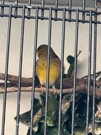 Kanarie timbrado 1-2 Topzanger, Dieren en Toebehoren, Vogels | Kanaries, Vrouwelijk, Kleurkanarie