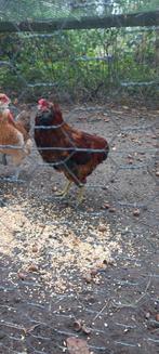 Araucana haan, bolstaart, Mannelijk, Kip