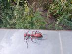 Grote Mier, Vliegend Hert , Grote Vlieg,  Lengte 14 cm., Ophalen of Verzenden, Gebruikt, Jongen of Meisje