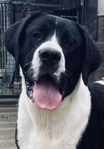 Authentieke massieve  Presa Canario pup, België, Particulier, Rabiës (hondsdolheid), 15 weken tot 1 jaar