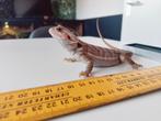 Jonge Baardagaam Man Translucent, Dieren en Toebehoren, Hagedis, Tam, 0 tot 2 jaar