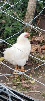 Leuke haantjes, Dieren en Toebehoren, Mannelijk, Kip