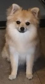 Pomeriaan keeshond, Dieren en Toebehoren, Honden | Poolhonden, Keeshonden en Oertypen, Keeshond, 15 weken tot 1 jaar, Reu, Eén hond
