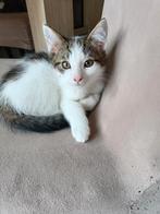 kittens Noorse boskat x europese korthaar vanaf € 200,00, Meerdere dieren, Ontwormd, 0 tot 2 jaar