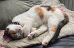 Lapjes poes kitten, Dieren en Toebehoren, Katten en Kittens | Overige Katten, Poes