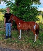 Te koop.  Mini Paardje, Dieren en Toebehoren, Pony's, Merrie, A pony (tot 1.17m), 3 tot 6 jaar