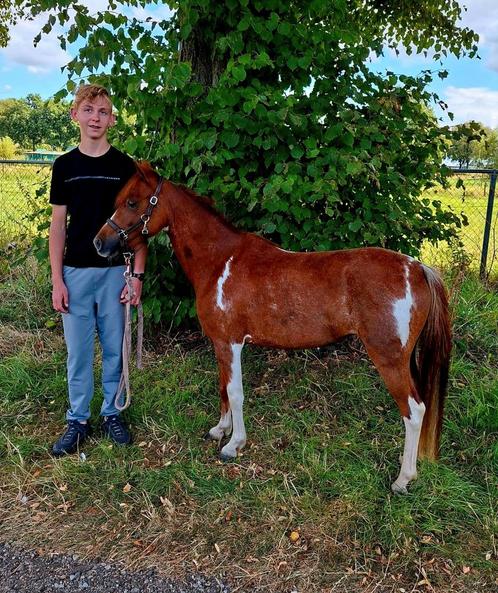 Te koop.  Mini Paardje, Dieren en Toebehoren, Pony's, Merrie, A pony (tot 1.17m), 3 tot 6 jaar