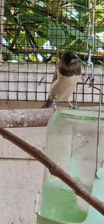 1 Japans meeuwtje., Dieren en Toebehoren, Vogels | Overige Vogels, Geslacht onbekend