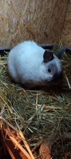 2 kleurdwerg marter rammen 2 jaar oud, Dieren en Toebehoren, Mannelijk, Dwerg, 0 tot 2 jaar