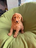 Mini Doodle (Dwergpoedel x Labradoodle) pups, Nederland, Overige rassen, CDV (hondenziekte), 8 tot 15 weken