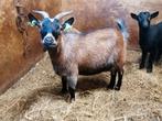 Mooie dwerggeit, Dieren en Toebehoren, Schapen, Geiten en Varkens, Vrouwelijk, Geit, 3 tot 5 jaar