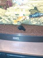 Vis koppel te koop., Vis, Zoetwatervis