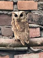 Gezocht bakkamoena Tarsel, Dieren en Toebehoren, Mannelijk, Roofvogel, Geringd