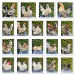 Serama hennen gezocht, Dieren en Toebehoren, Pluimvee, Vrouwelijk, Kip