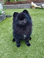 Pommeriaan reutje - niet gecastreerd, Dieren en Toebehoren, Honden | Chihuahua's en Gezelschapshonden, Rabiës (hondsdolheid), 1 tot 2 jaar