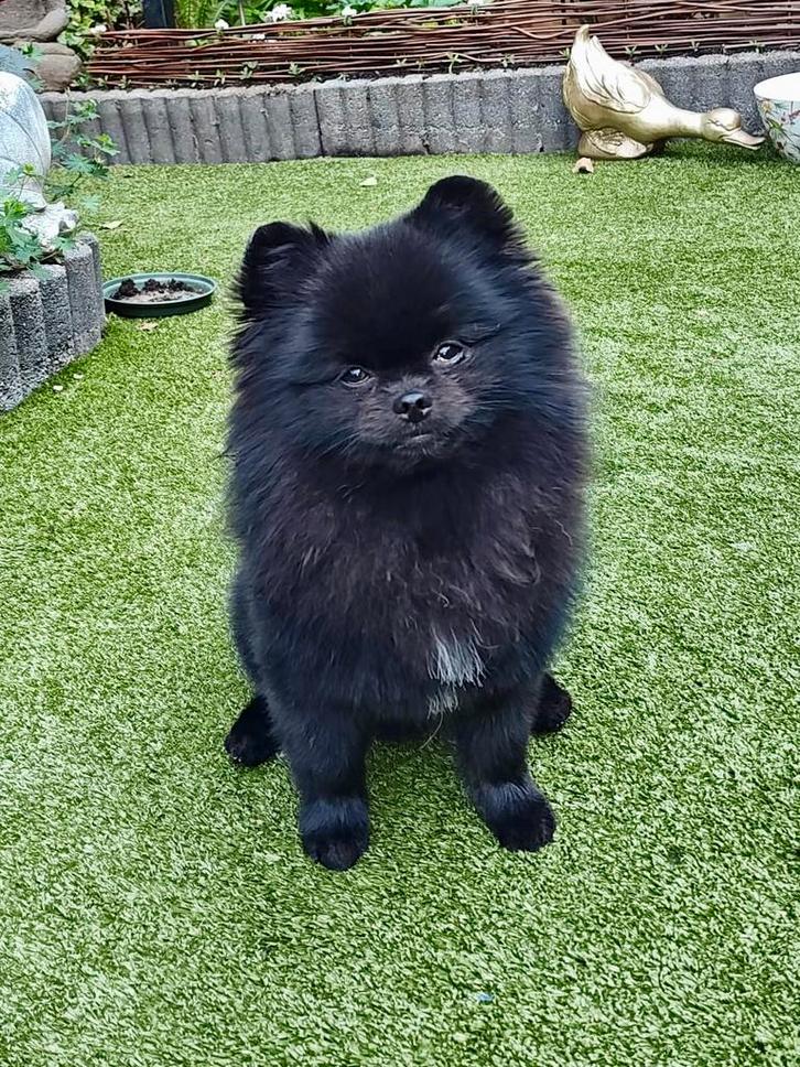 Pommeriaan reutje - niet gecastreerd, Dieren en Toebehoren, Honden | Chihuahua's en Gezelschapshonden, Reu, Overige rassen, Particulier