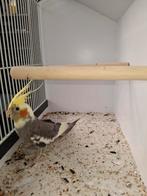 Valkparkiet, Dieren en Toebehoren, Vogels | Parkieten en Papegaaien, Vrouwelijk, Parkiet, Geringd