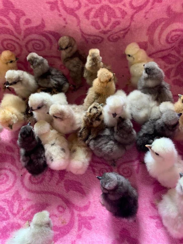 Usa zijdehoen cloaca gesekste hen 🐥kuikens 3 okt geent🍀, Dieren en Toebehoren, Pluimvee, Kip, Vrouwelijk