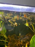 Guppy mix, Dieren en Toebehoren, Vis, Zoetwatervis, Schoolvis