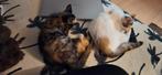 Twee vrouwlijke kittens, Dieren en Toebehoren, Katten en Kittens | Overige Katten, Poes, Langharig, 0 tot 2 jaar