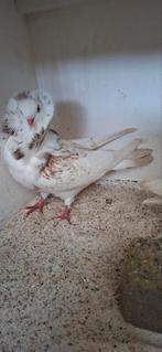 Te koop sierduiven Oudhollands kapucijnen duiven, Dieren en Toebehoren, Vogels | Duiven, Meerdere dieren, Overige soorten