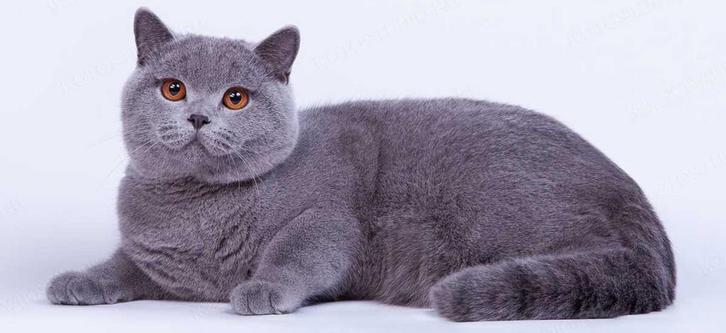 Dringend op zoek naar Spynx of Britse korthaar, Dieren en Toebehoren, Katten en Kittens | Raskatten | Korthaar, Poes