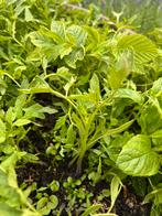 Stekken tomaatplantjes, Volle zon, Groenteplanten, Eenjarig, Ophalen of Verzenden