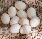 Gezocht eenden eieren, Dieren en Toebehoren, Pluimvee, Meerdere dieren, Eend