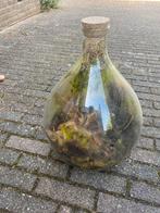 Plantenterrarium/ ecosysteem in fles, Ophalen, Zo goed als nieuw