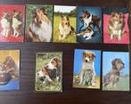 19 oude ansichtkaarten van honden beschreven & veel blanco, Verzamelen, Ansichtkaarten | Dieren, 1960 tot 1980, Ophalen of Verzenden