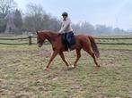 fantastisch mooi receatie paard VERKOCHT, Dieren en Toebehoren, Paarden, Gechipt, Ruin, Zadelmak, 3 tot 6 jaar