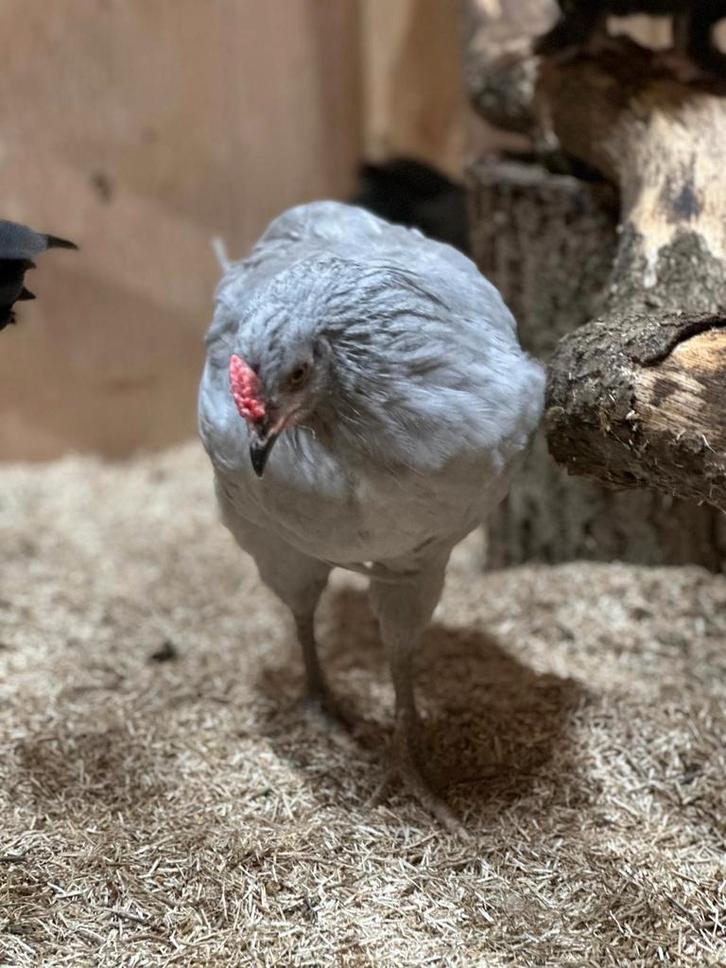 Haantjes 12 weken oud kleurleggers, Dieren en Toebehoren, Pluimvee, Kip, Mannelijk