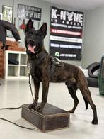 Mechelse herders X Hollandse herder pups, Meerdere, Meerdere dieren, Herder, Nederland