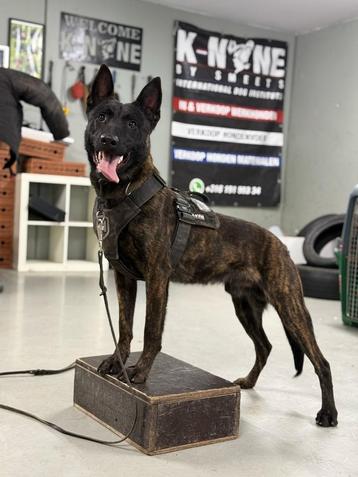 Mechelse herders X Hollandse herder pups beschikbaar voor biedingen