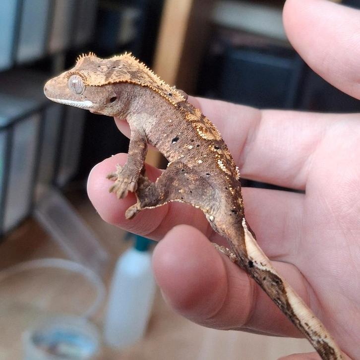 Leuke pos man harlequin dalmatian wimpergekko/crested gecko